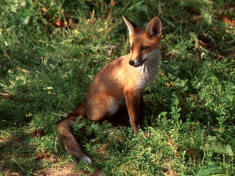 fox cub 3